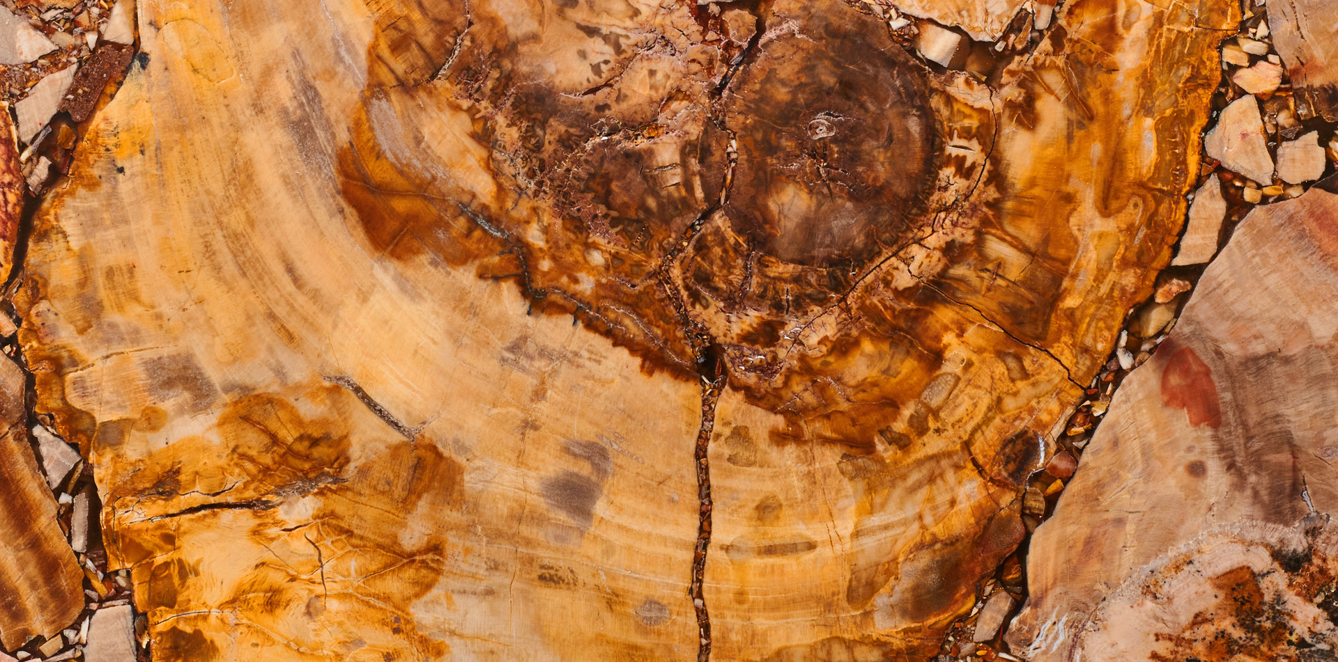Brown Petrified Wood