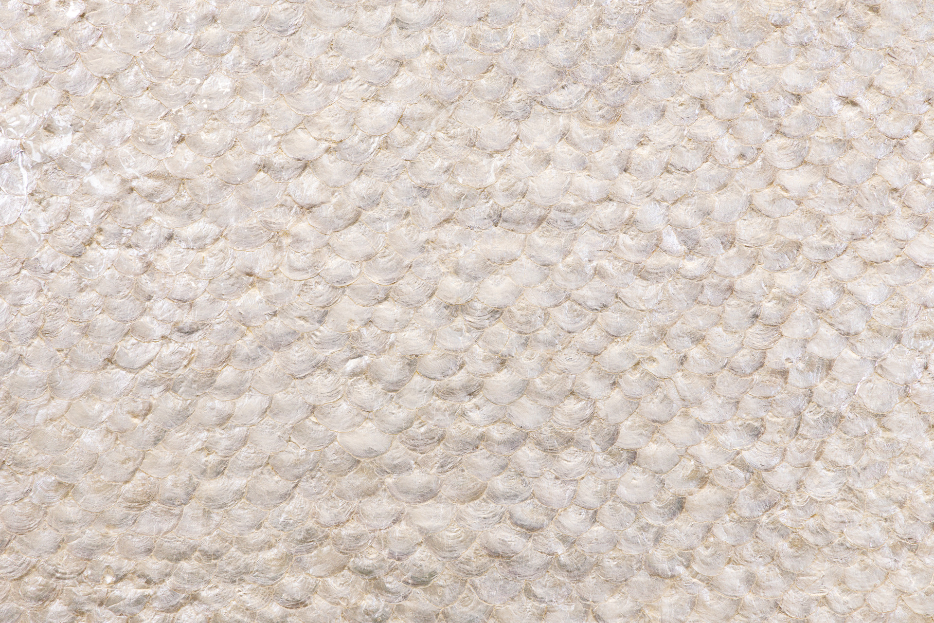 MOP Capiz Shell