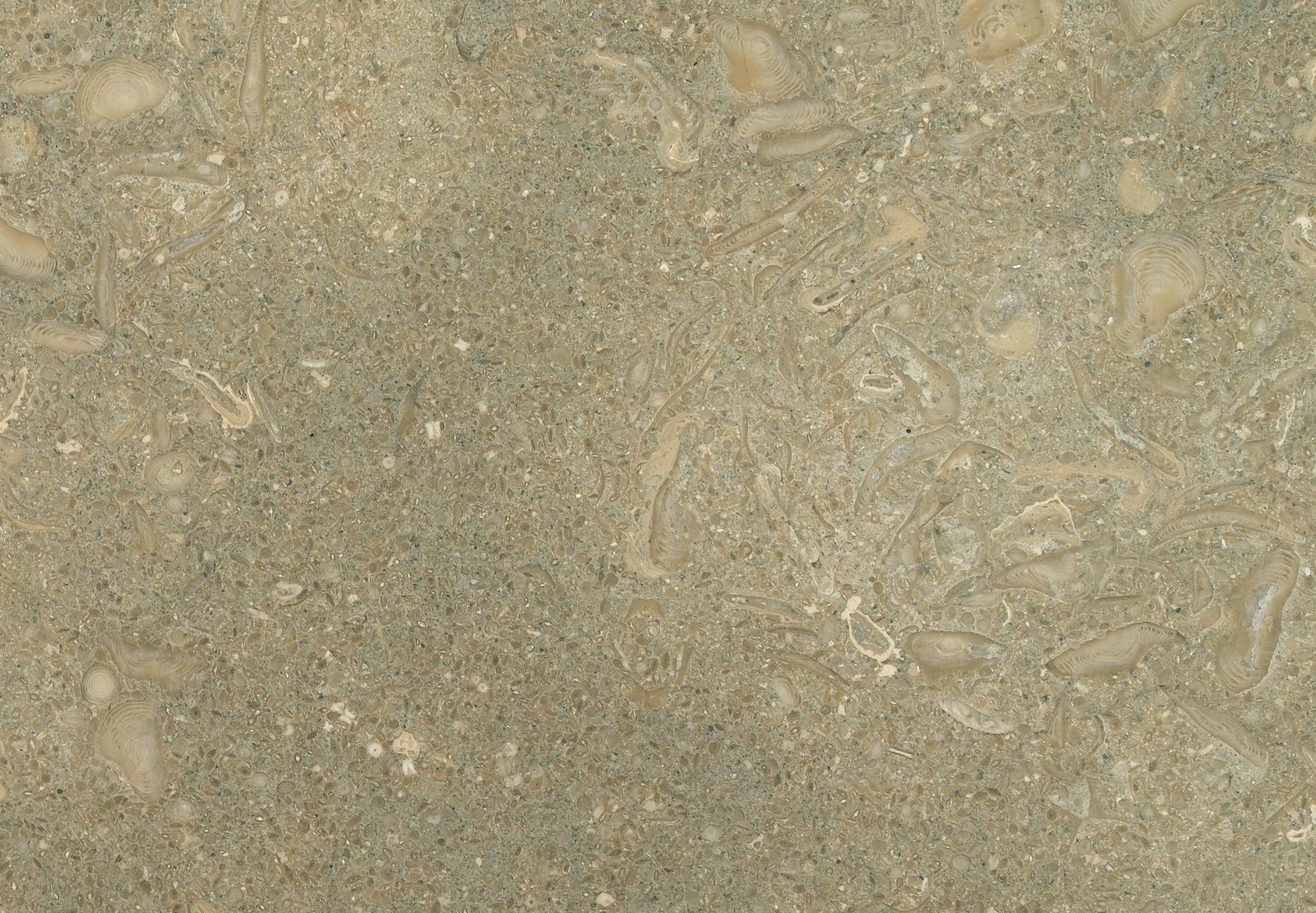 Fossil Green