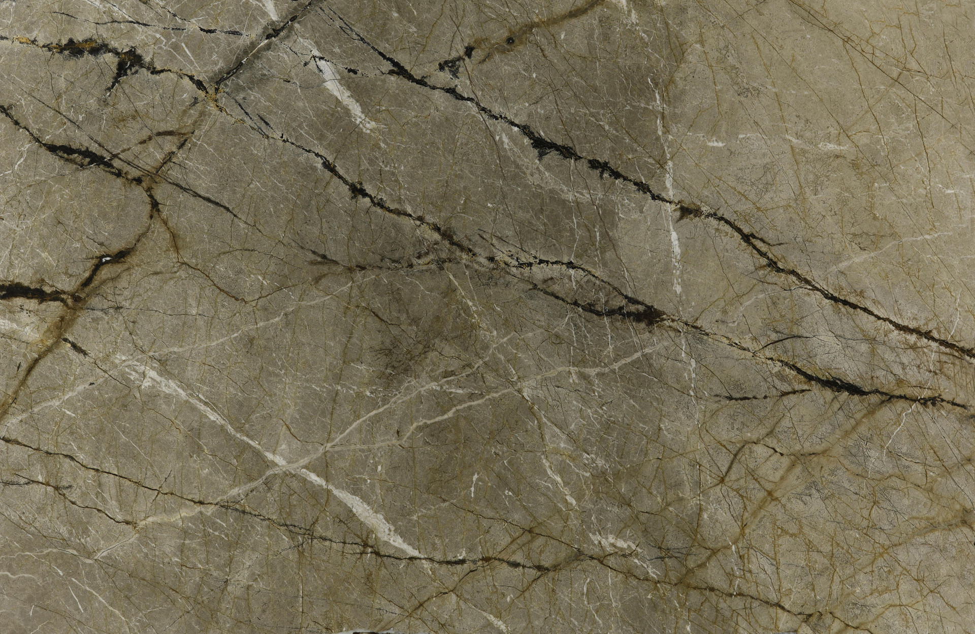 Silver Roots
